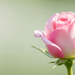 53 Irresistible Flirty Things to Say to a Girl: Cute Compliments to Make Her Blush Dating Tips