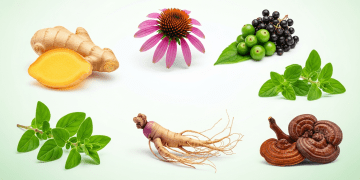 Top 6 Evidence-Based Herbal Immunity Boosters for 17–22-Year-Olds in Singapore Health & Fitness